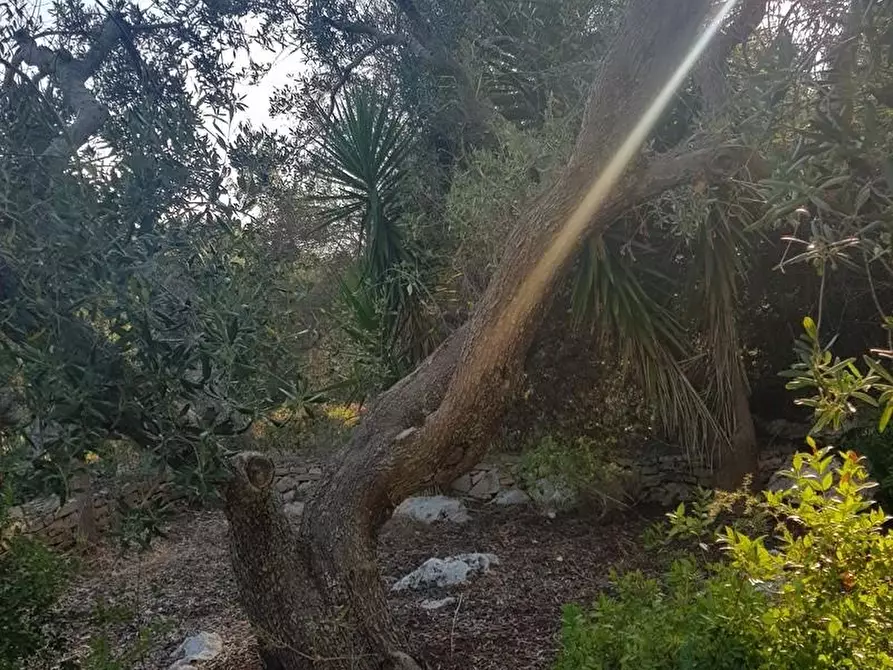 Immagine 8 di Casa indipendente in vendita  a Corsano