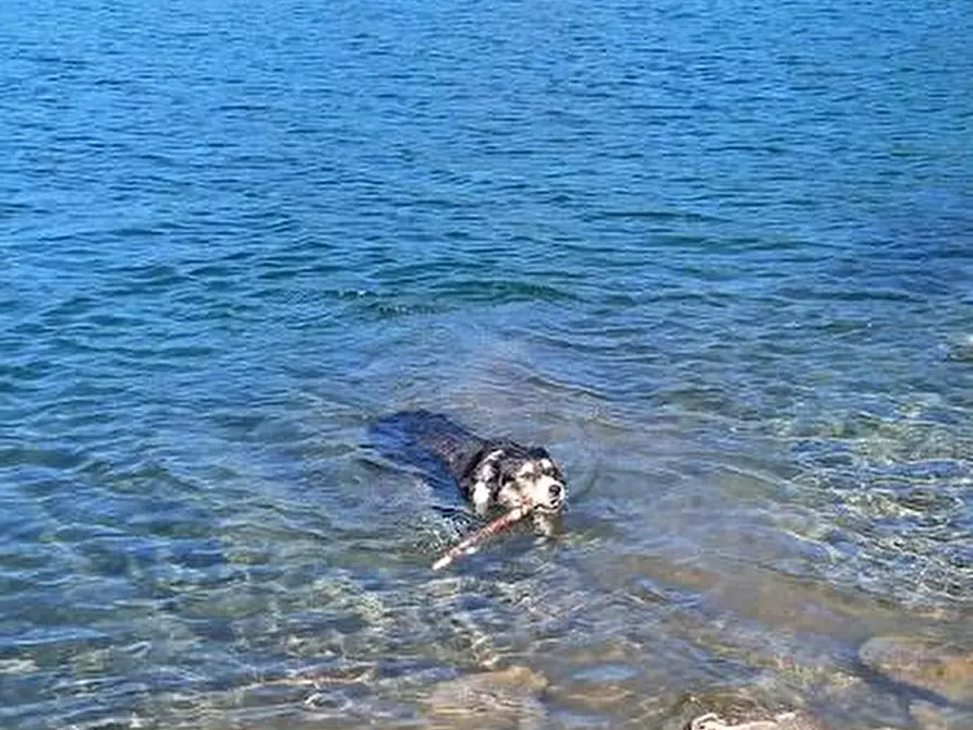 Immagine 15 di Terratetto in vendita  a Carrara