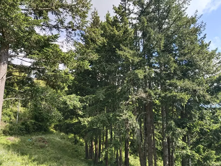 Immagine 22 di Rustico / casale in vendita  a Leivi