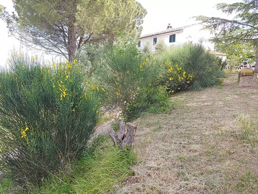 Immagine 52 di Casa colonica in vendita  a Casciana Terme Lari