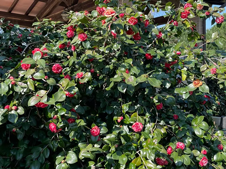 Immagine 12 di Casa colonica in vendita  a Crespina Lorenzana