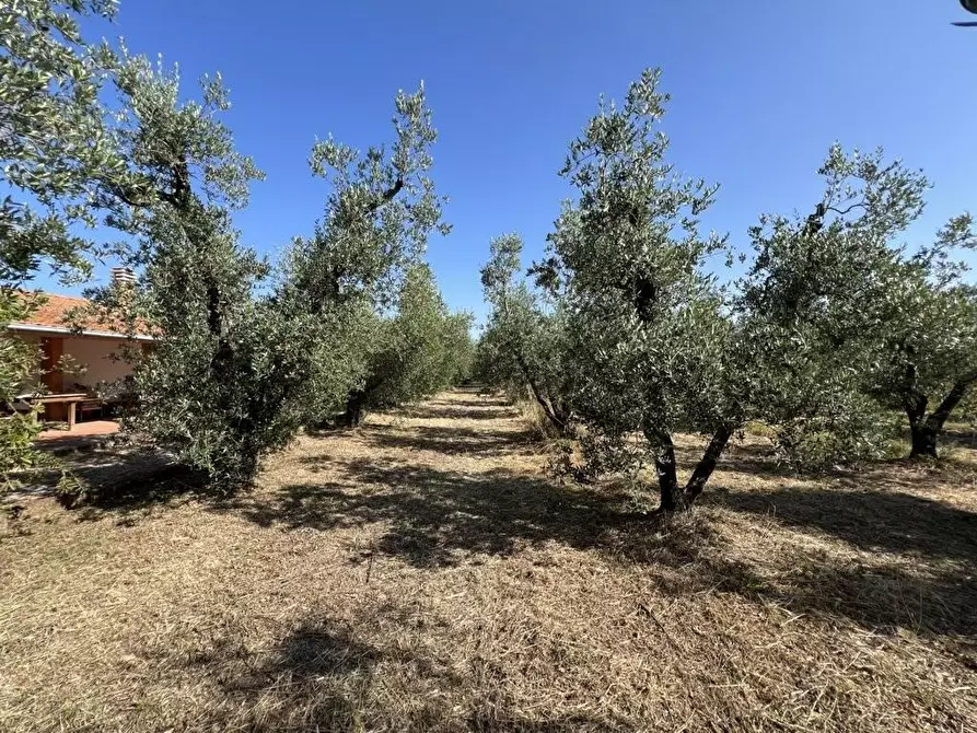 Immagine 17 di Terreno agricolo in vendita  a Castagneto Carducci