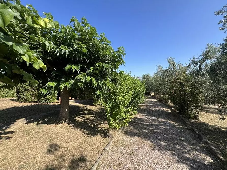Immagine 18 di Terreno agricolo in vendita  a Castagneto Carducci