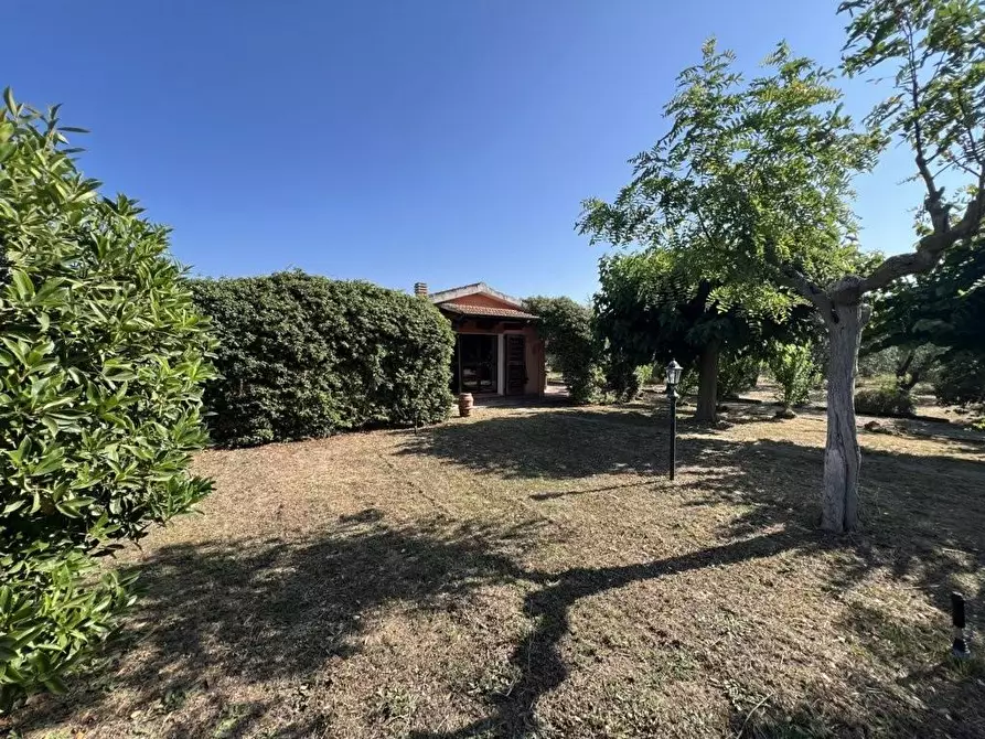 Immagine 14 di Terreno agricolo in vendita  a Castagneto Carducci