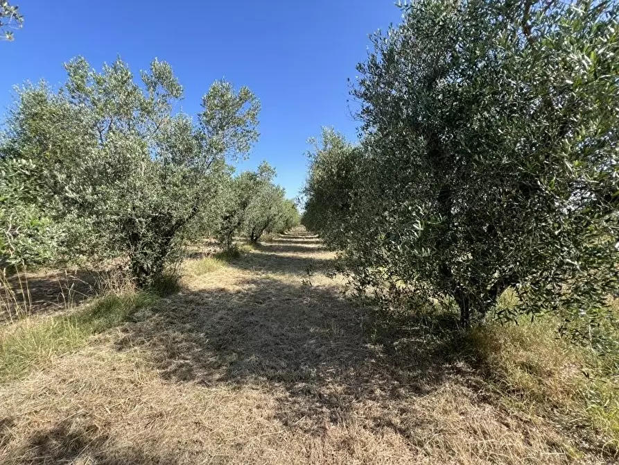Immagine 16 di Terreno agricolo in vendita  a Castagneto Carducci