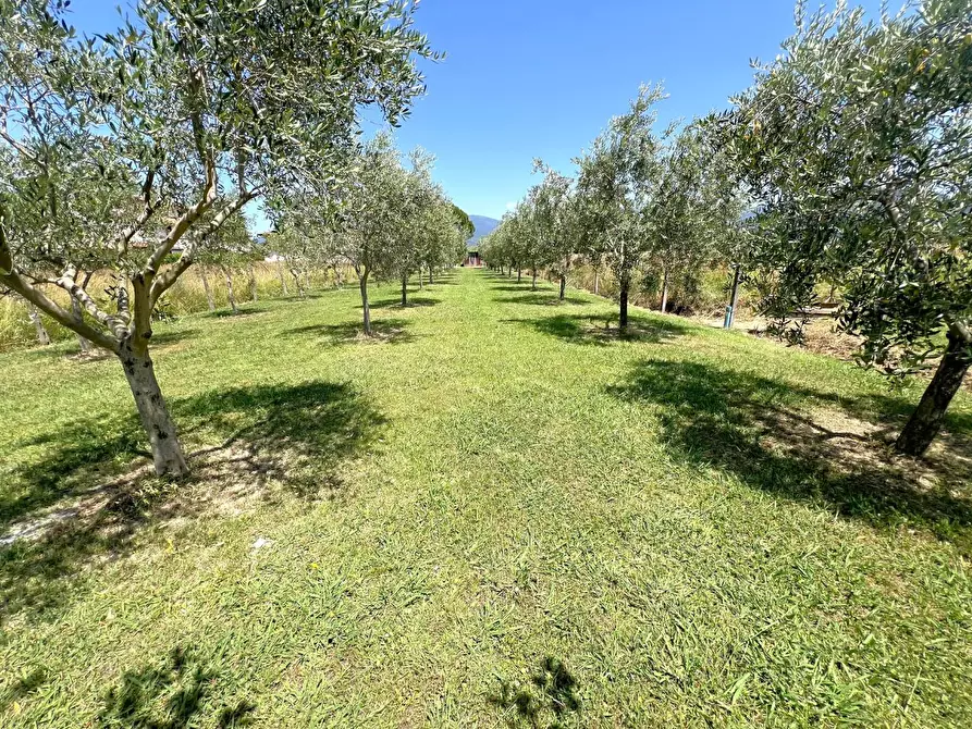 Immagine 11 di Terreno agricolo in vendita  a Cascina