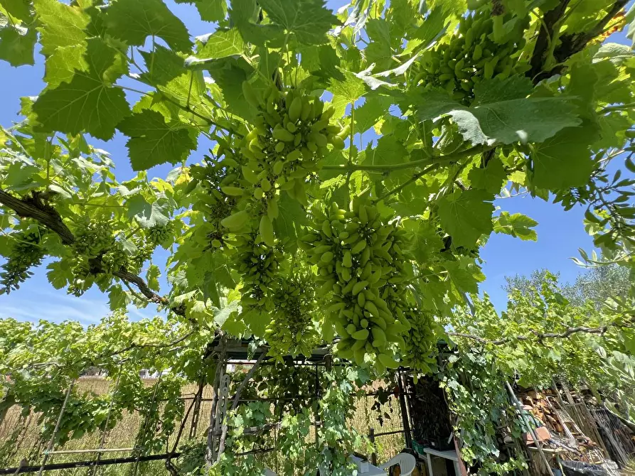 Immagine 10 di Terreno agricolo in vendita  a Cascina