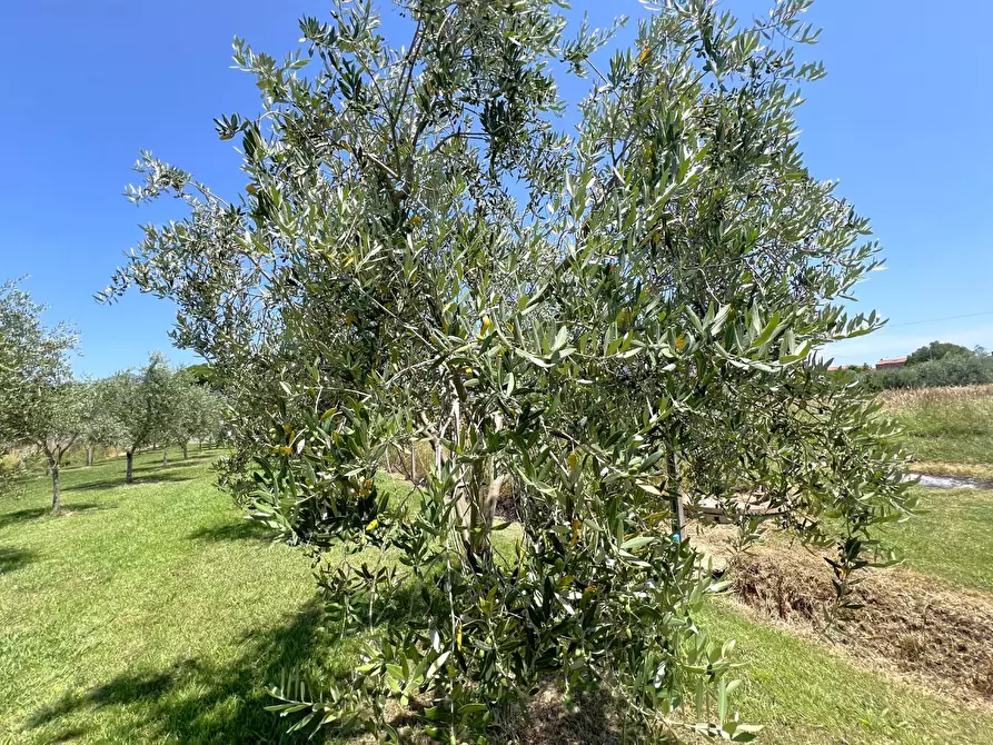 Immagine 12 di Terreno agricolo in vendita  a Cascina