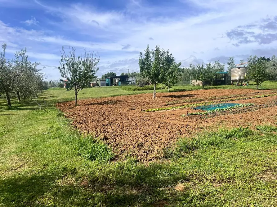 terreno agricolo in vendita a Cecina