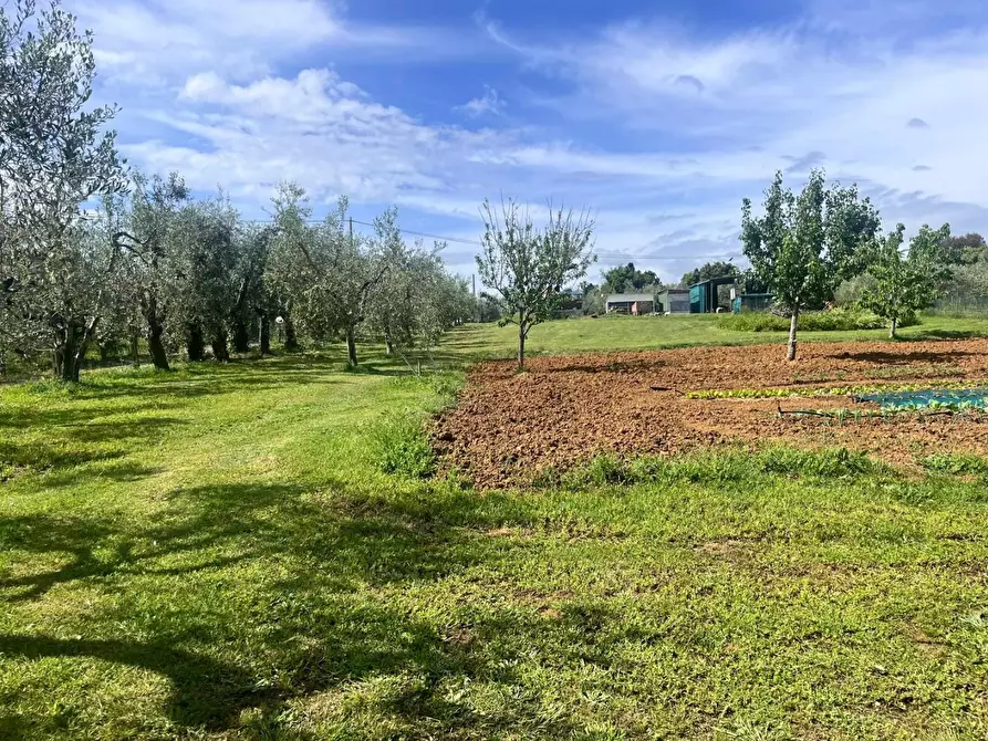 Immagine 2 di Terreno agricolo in vendita  a Cecina