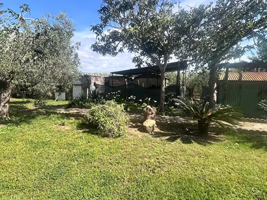 Immagine 4 di Terreno agricolo in vendita  a Cecina