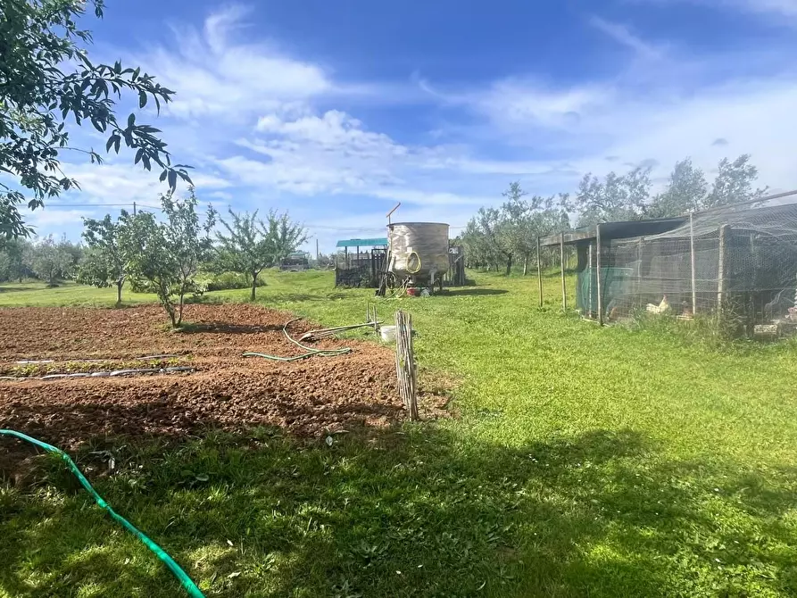 Immagine 6 di Terreno agricolo in vendita  a Cecina