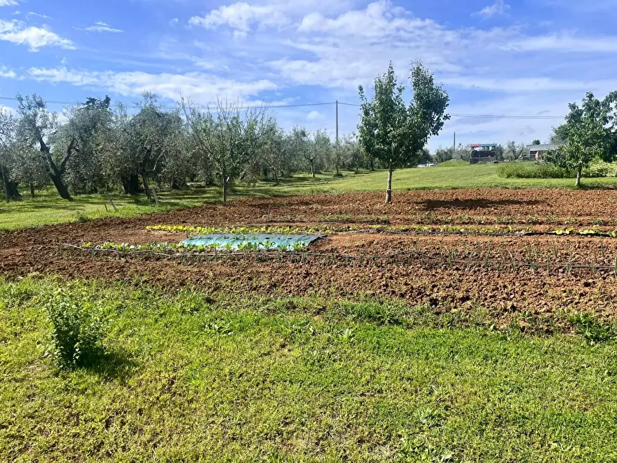 Immagine 3 di Terreno agricolo in vendita  a Cecina