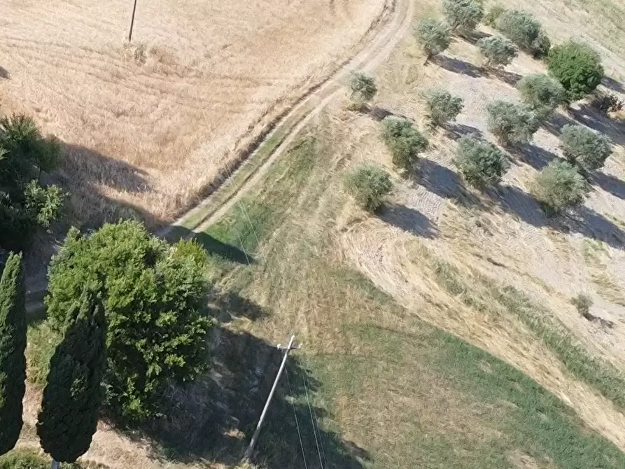 Immagine 10 di Azienda agricola in vendita  a Pomarance