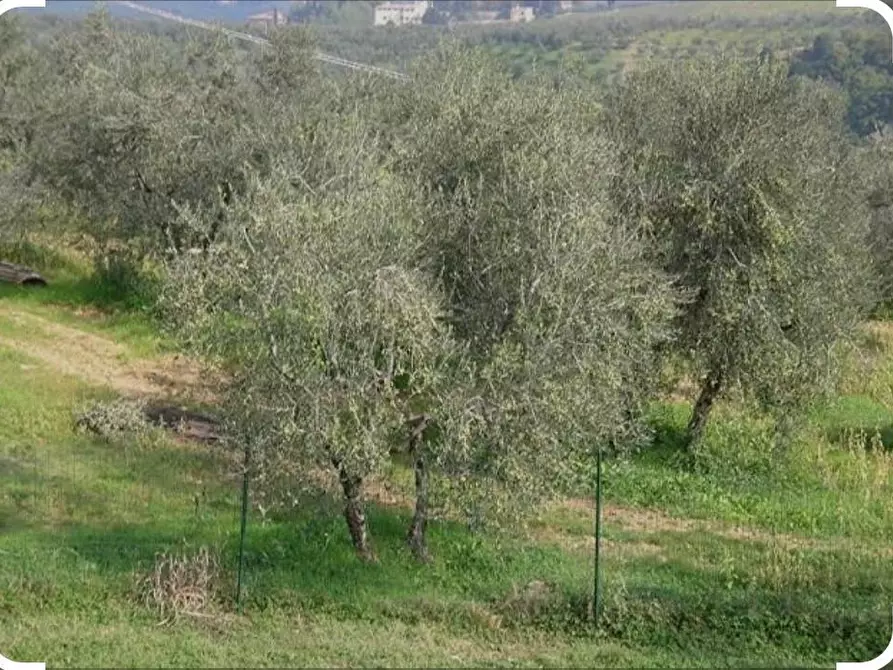 Immagine 1 di Terreno agricolo in vendita  a Capraia E Limite