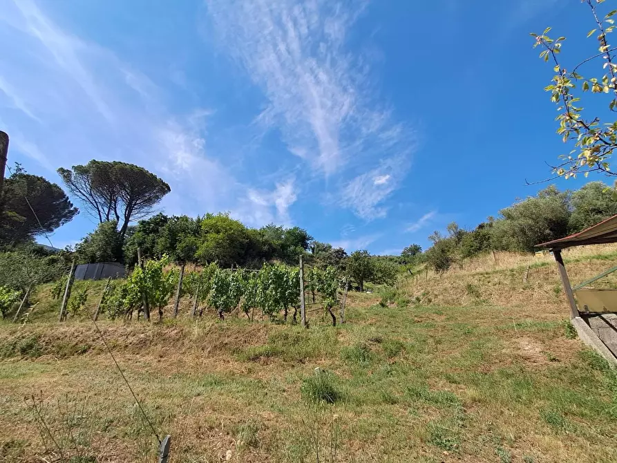 Immagine 28 di Terratetto in vendita  a Buti