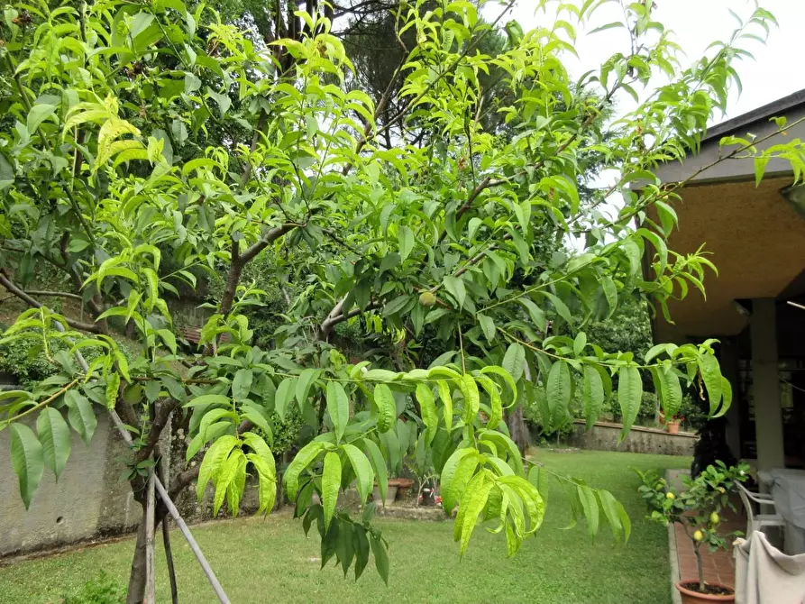 Immagine 20 di Villa in vendita  a Montelupo Fiorentino