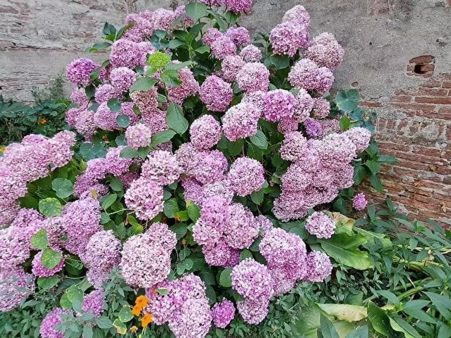 Immagine 6 di Casa colonica in vendita  a Calci