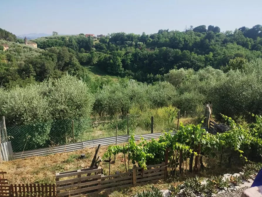 Immagine 2 di Terreno agricolo in vendita  a Palaia