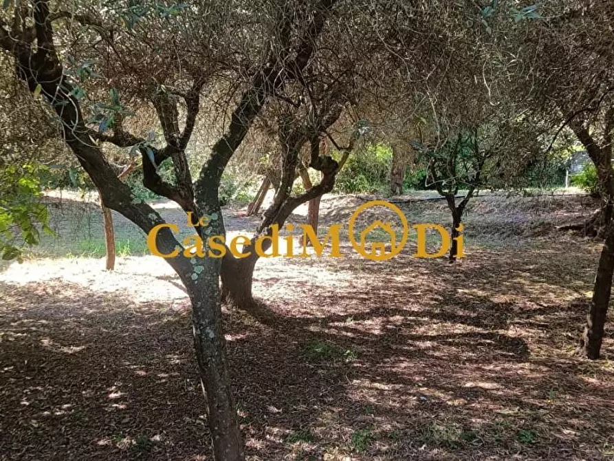 Immagine 15 di Terreno agricolo in vendita  a Livorno