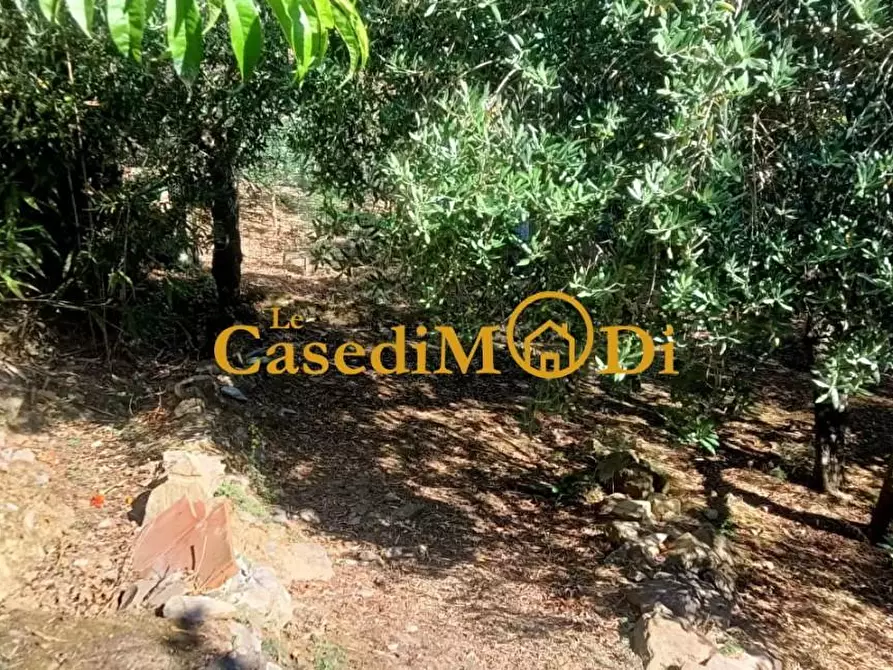 Immagine 14 di Terreno agricolo in vendita  a Livorno