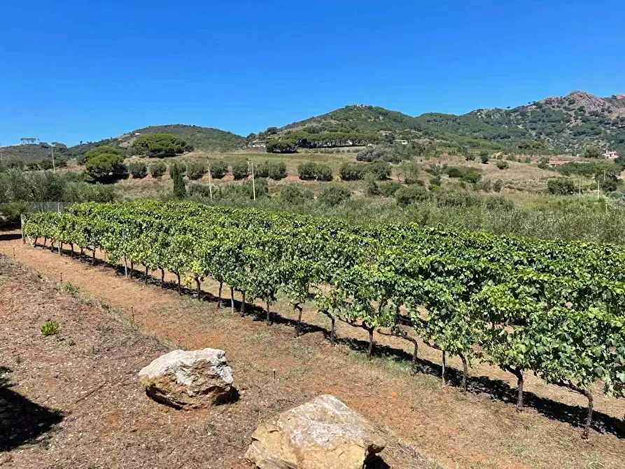 Immagine 6 di Villa in vendita  a Portoferraio