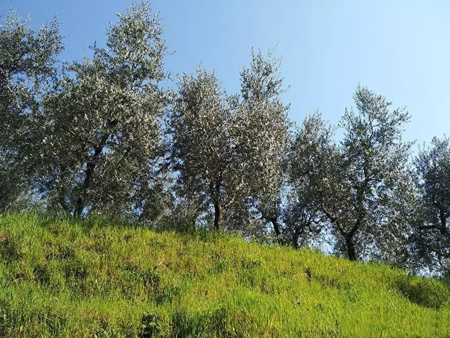 Immagine 1 di Terreno agricolo in vendita  a Crespina Lorenzana