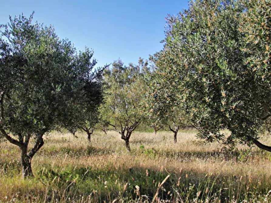 Immagine 3 di Terreno agricolo in vendita  a Crespina Lorenzana