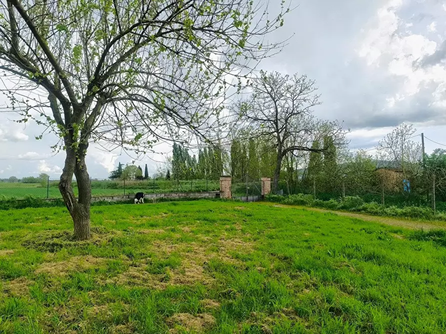 Immagine 52 di Casa colonica in vendita  a Lucignano