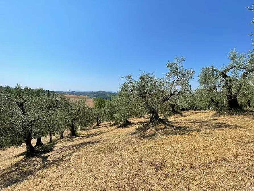 Immagine 9 di Casa colonica in vendita  a San Miniato