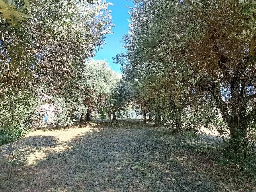 Immagine 50 di Casa colonica in vendita  a San Giuliano Terme