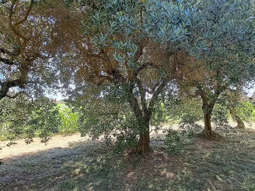 Immagine 54 di Casa colonica in vendita  a San Giuliano Terme