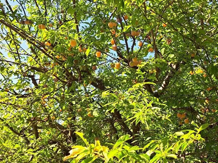 Immagine 57 di Casa colonica in vendita  a San Giuliano Terme