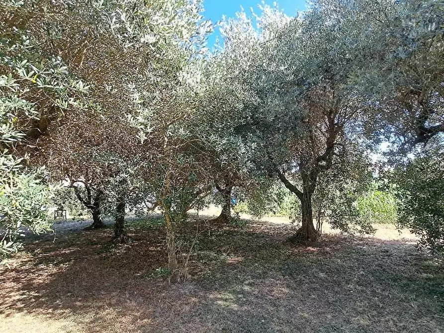 Immagine 53 di Casa colonica in vendita  a San Giuliano Terme