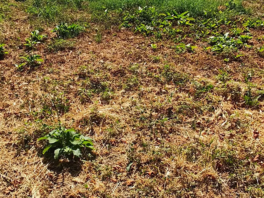 Immagine 24 di Appartamento in vendita  a Lucca