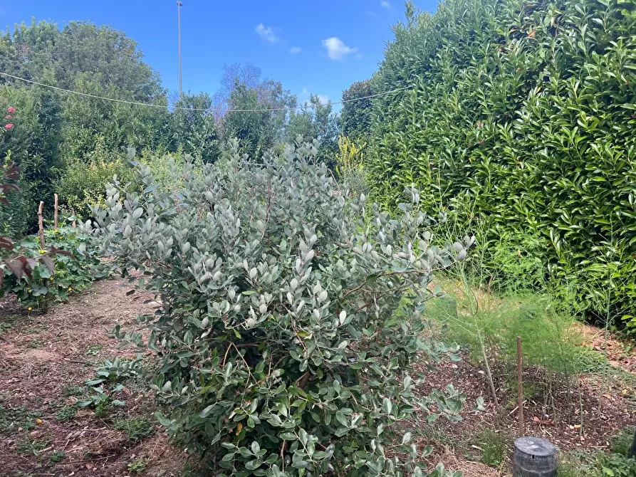 Immagine 8 di Attività artigianale in vendita  a Pietrasanta