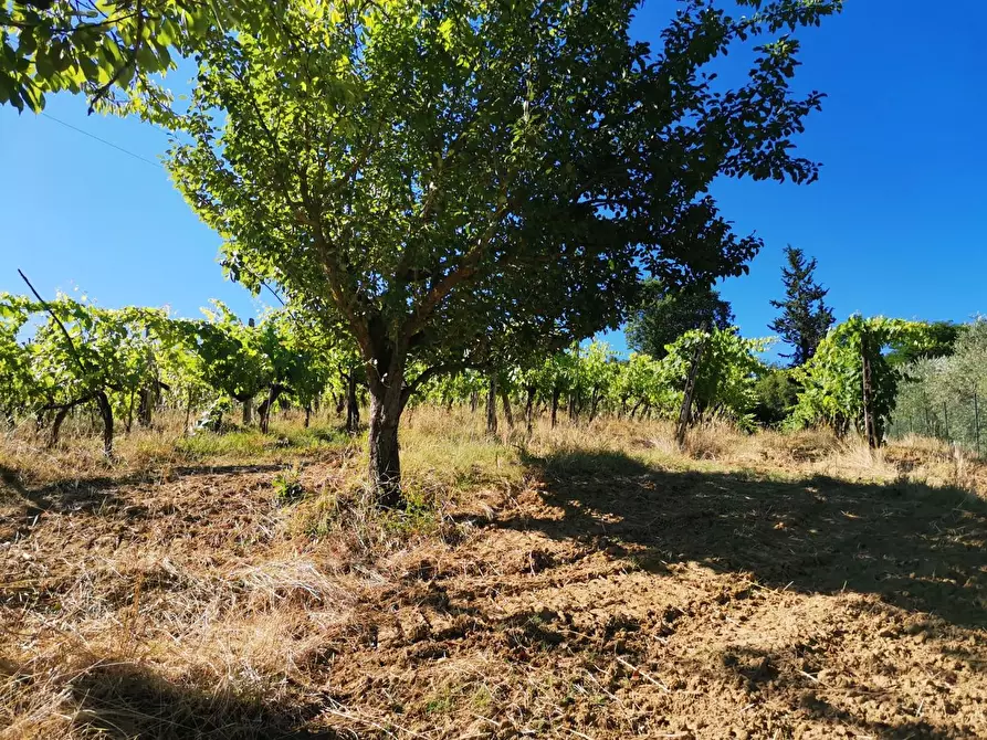 Immagine 11 di Terreno agricolo in vendita  a Poggibonsi