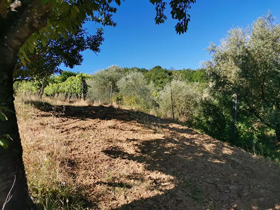Immagine 10 di Terreno agricolo in vendita  a Poggibonsi
