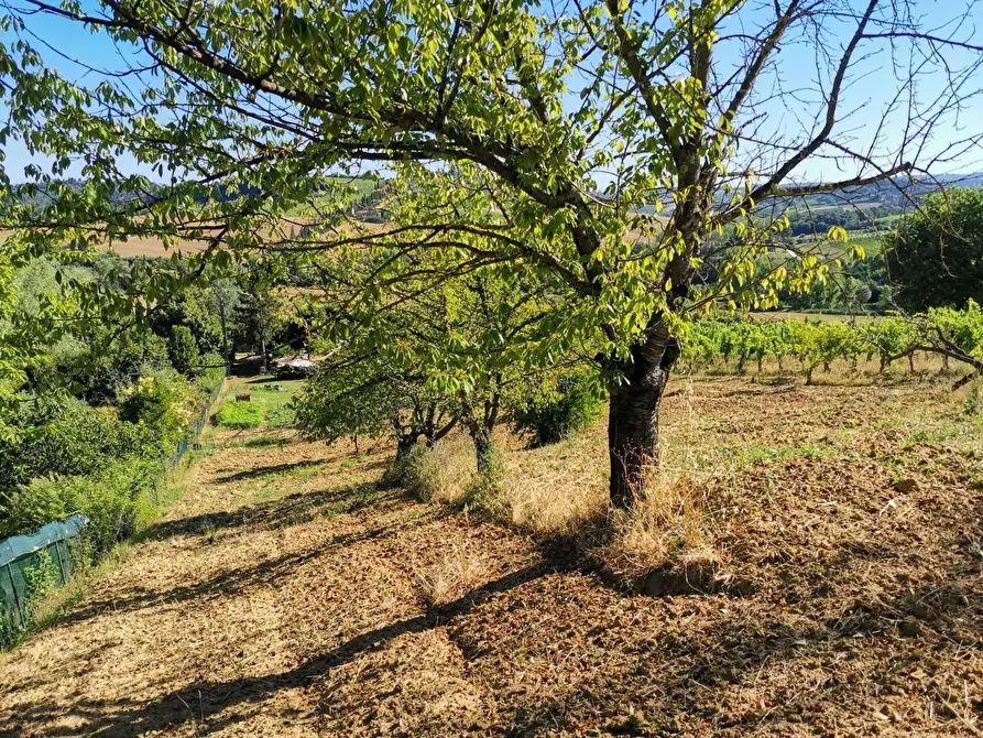 Immagine 12 di Terreno agricolo in vendita  a Poggibonsi
