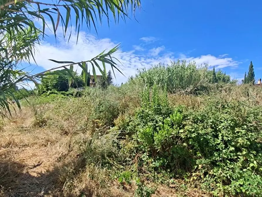 Immagine 5 di Terreno residenziale in vendita  a Terricciola