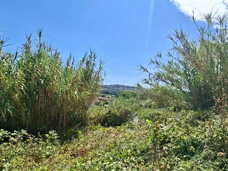 Immagine 4 di Terreno residenziale in vendita  a Terricciola