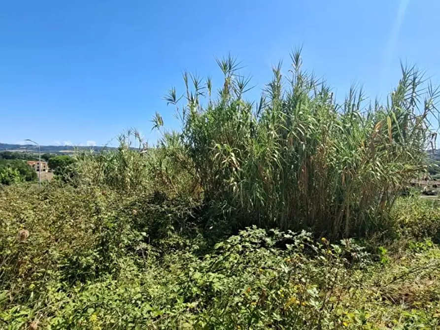 Immagine 7 di Terreno residenziale in vendita  a Terricciola