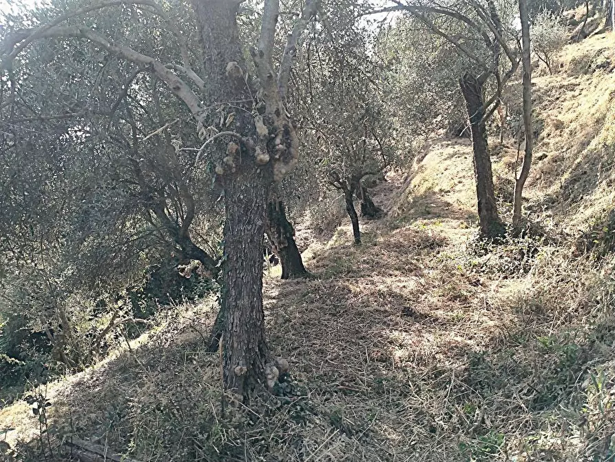 Immagine 14 di Casa indipendente in vendita  a Massa