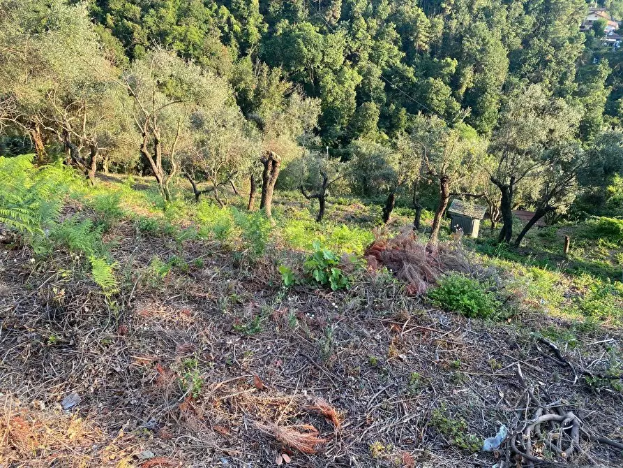 Immagine 10 di Casa indipendente in vendita  a Massa