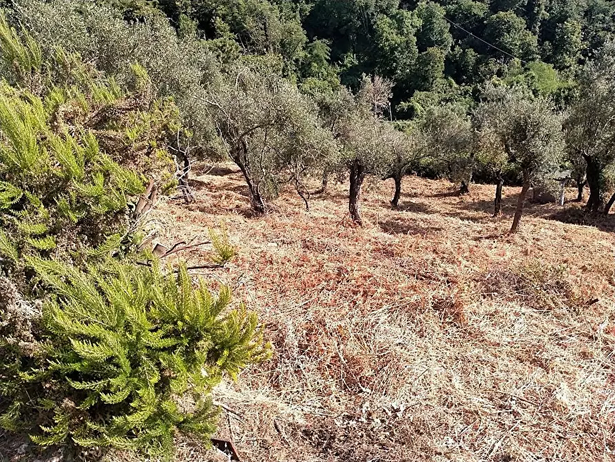 Immagine 11 di Casa indipendente in vendita  a Massa