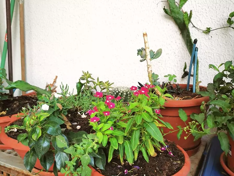 Immagine 38 di Appartamento in vendita  a Cascina