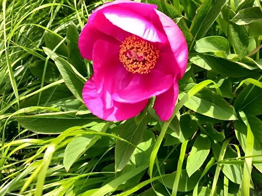 Immagine 12 di Terratetto in vendita  a Carrara