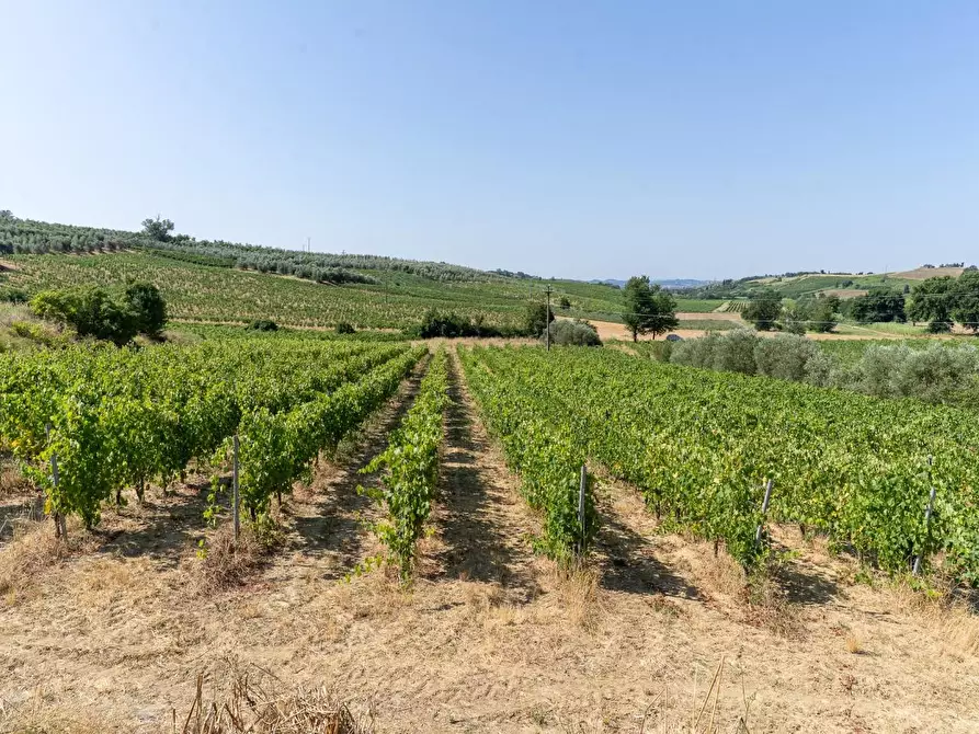 Immagine 5 di Azienda agricola in vendita  a Vinci