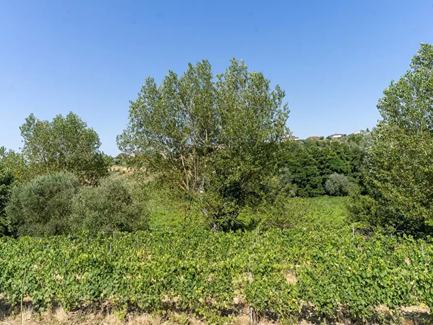 Immagine 20 di Azienda agricola in vendita  a Vinci