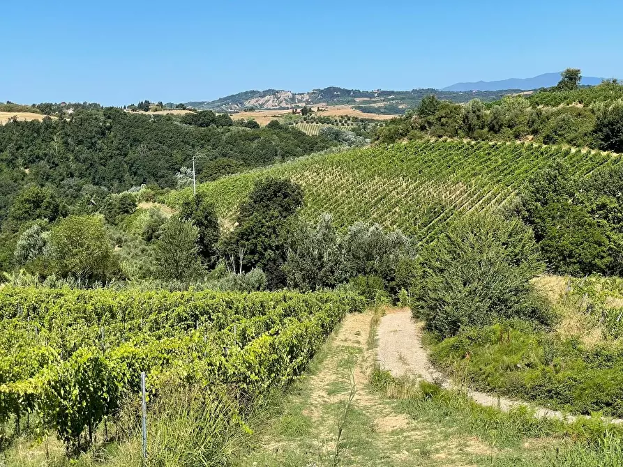 Immagine 75 di Agriturismo in vendita  a Montaione